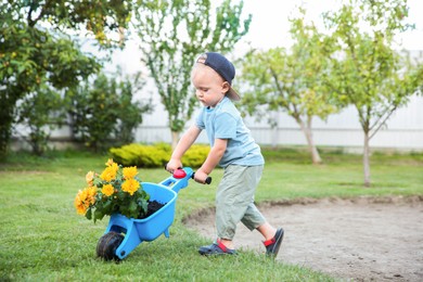 Cute little boy pushing small wheelbarrow with beautiful flowers outdoors