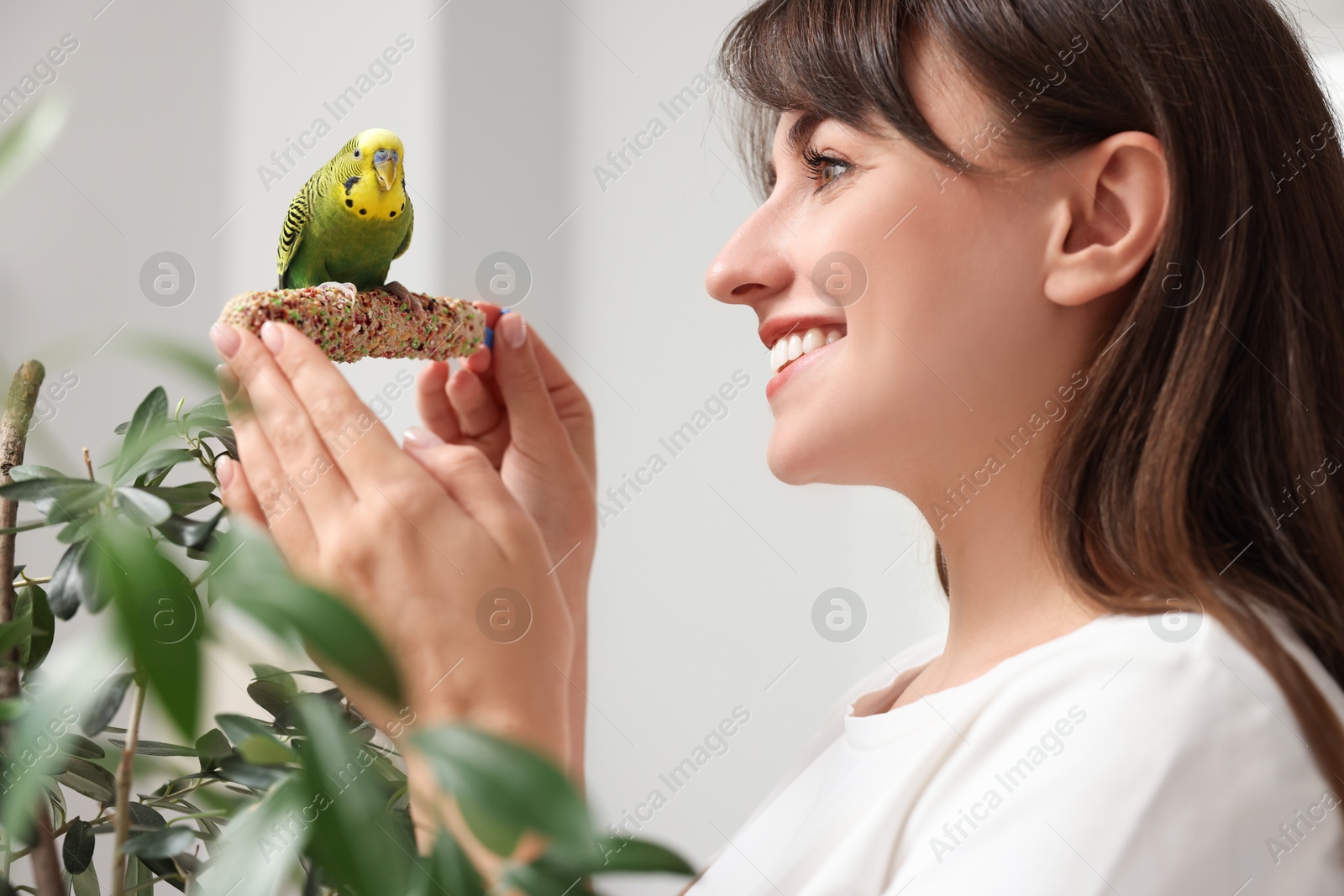 Photo of Woman feeding bright parrot with bird treat indoors. Exotic pet