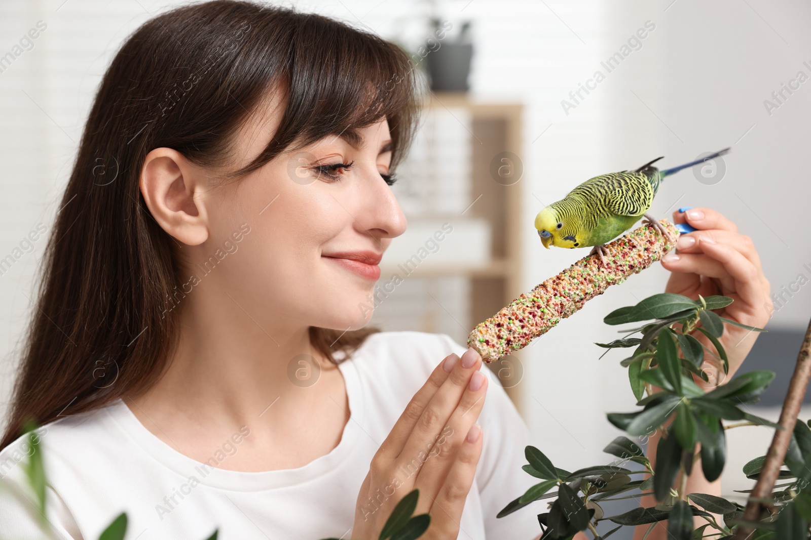 Photo of Woman feeding bright parrot with bird treat indoors. Exotic pet