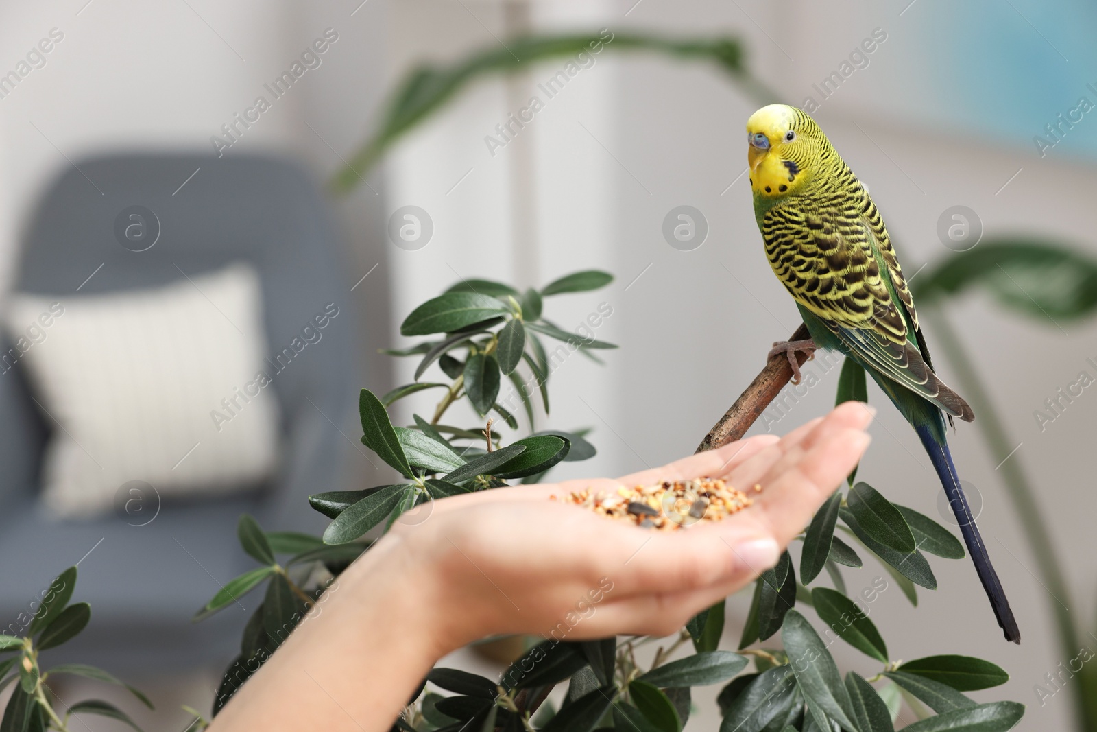 Photo of Woman feeding bright parrot indoors, closeup. Exotic pet