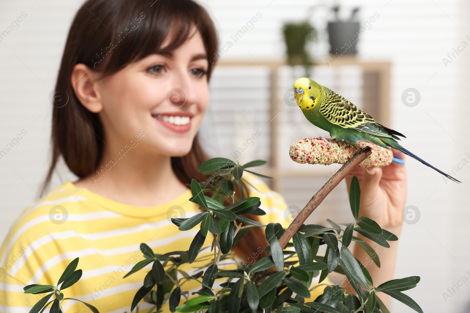 Photo of Woman feeding bright parrot with bird treat indoors, selective focus. Exotic pet