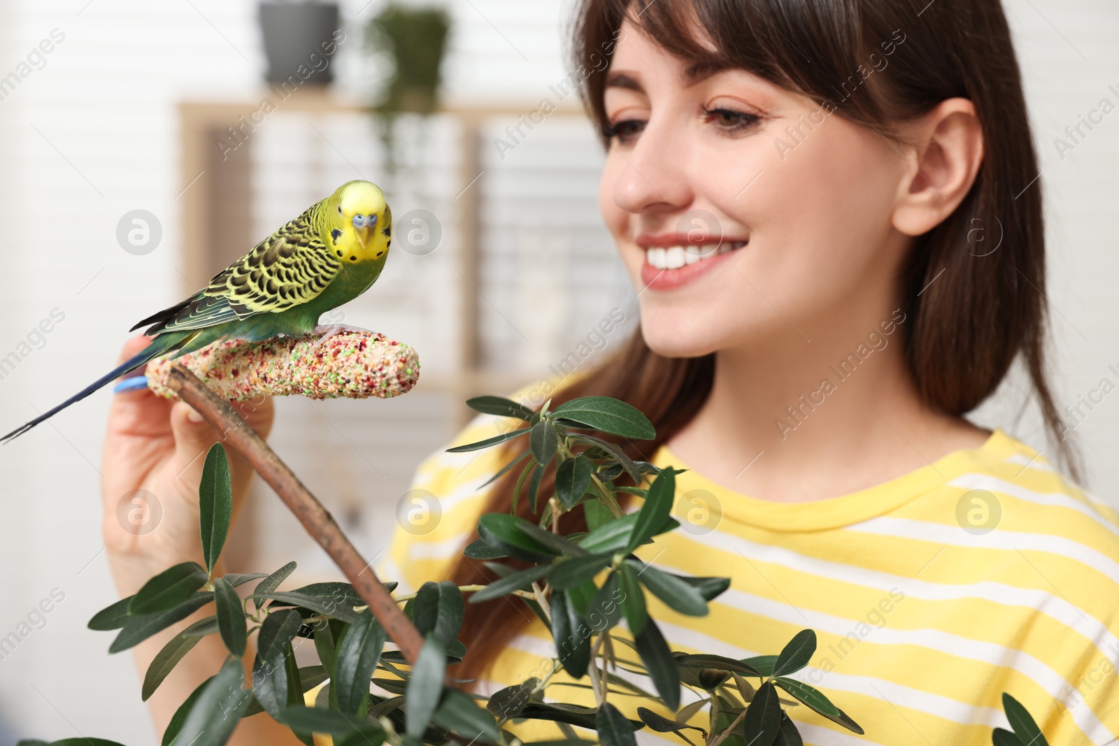 Photo of Woman feeding bright parrot with bird treat indoors. Exotic pet