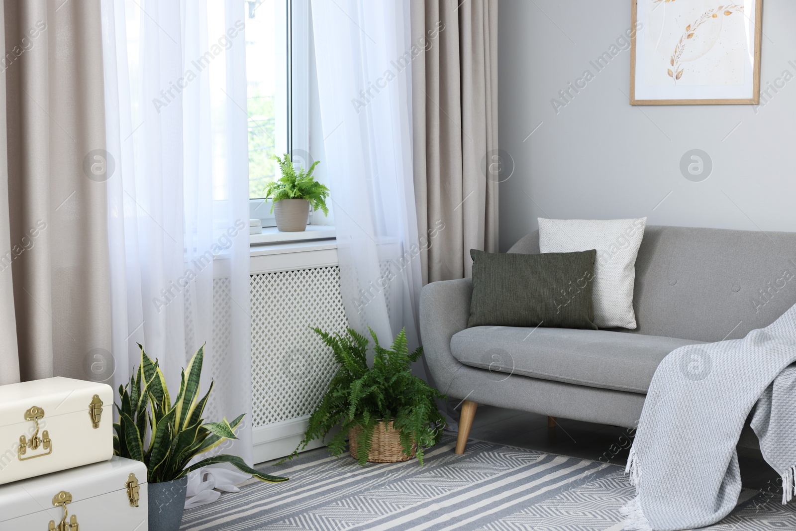 Photo of Comfortable sofa and elegant curtains in living room. Interior design