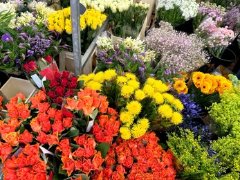 Assortment of beautiful flowers in floral shop