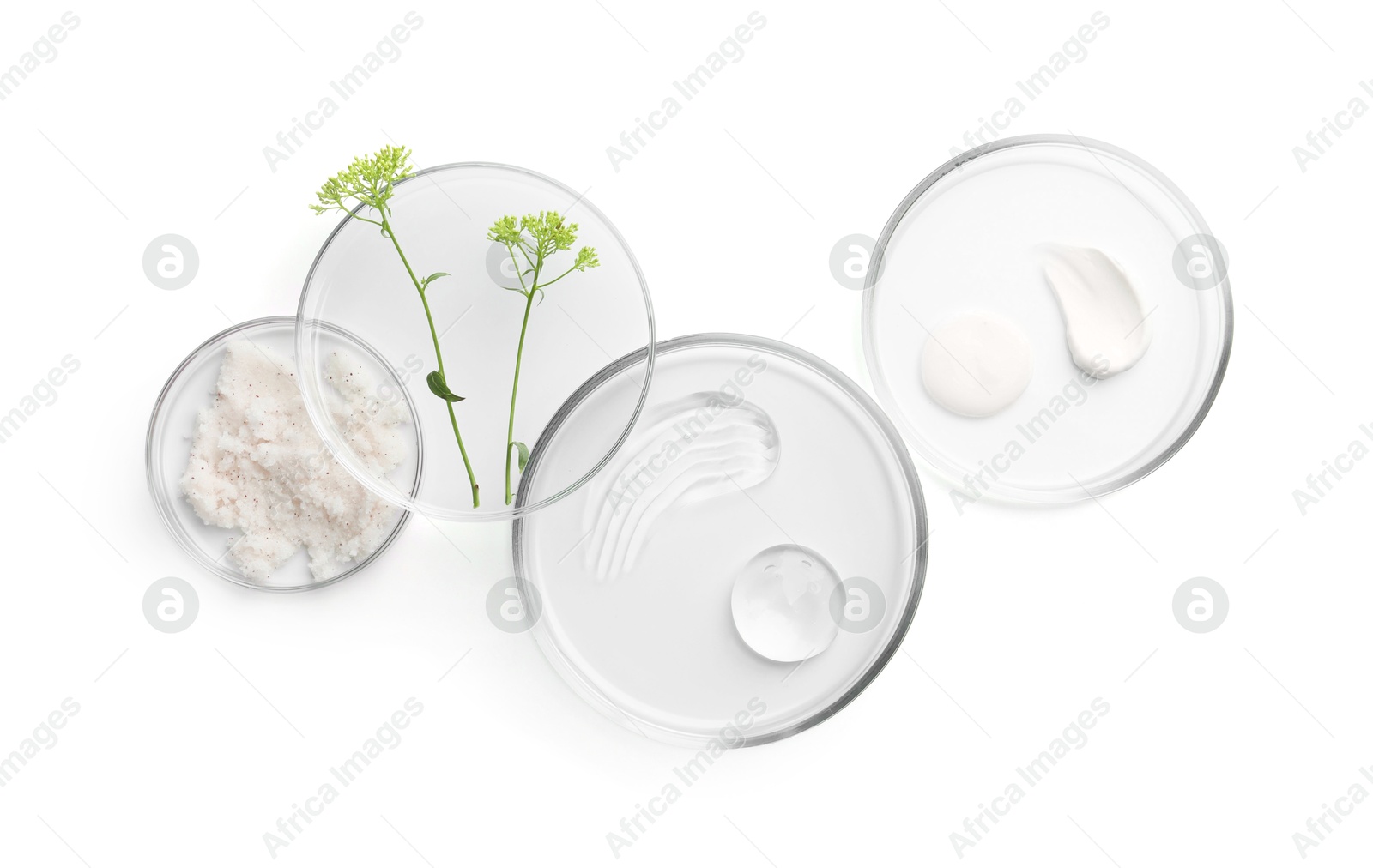 Photo of Petri dishes with different cosmetic products and leaves isolated on white, flat lay