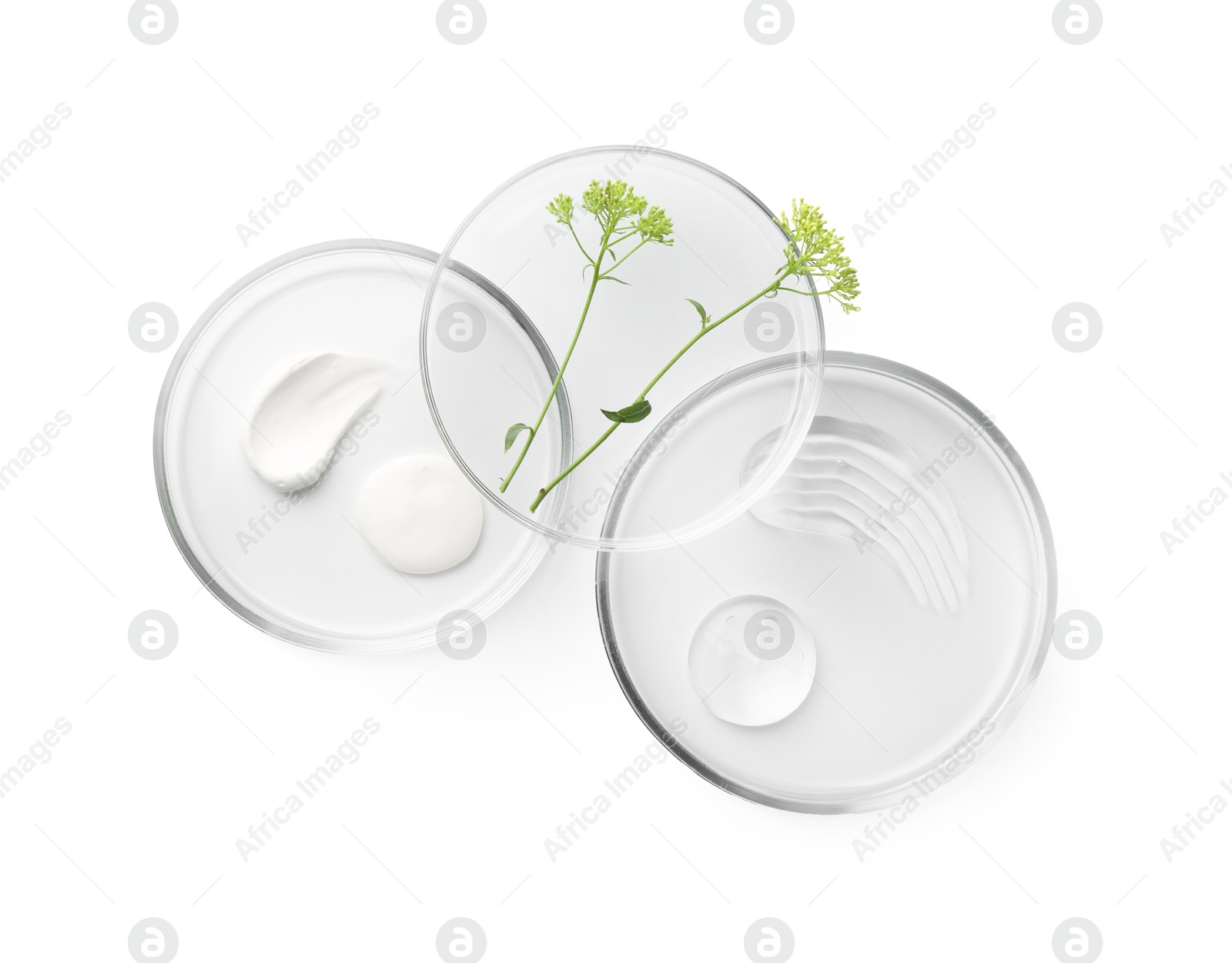 Photo of Petri dishes with different cosmetic products and leaves isolated on white, flat lay