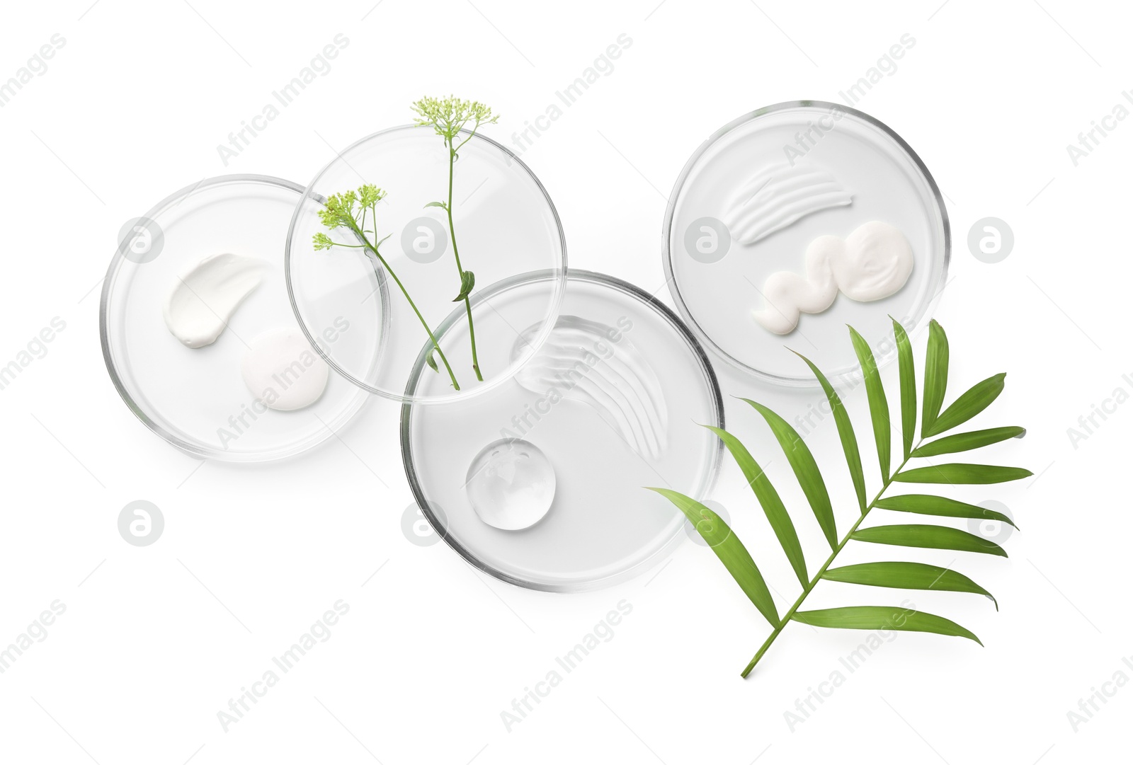 Photo of Petri dishes with different cosmetic products and leaves isolated on white, flat lay