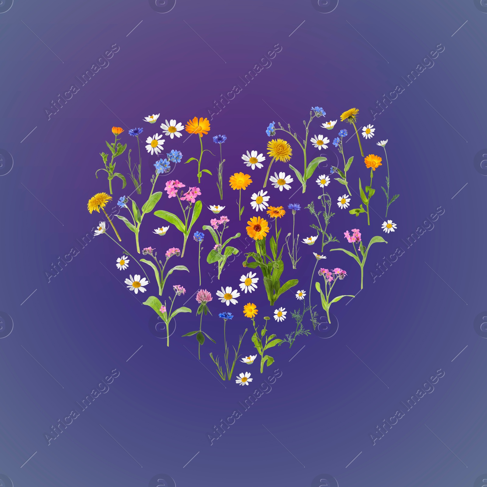 Image of Heart made of meadow flowers on blue violet gradient background