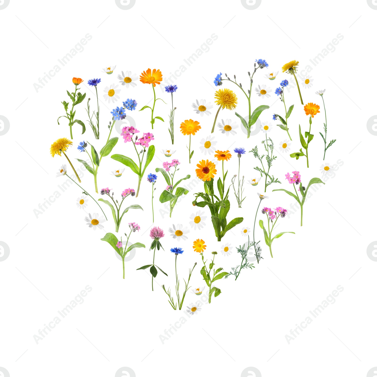 Image of Heart made of meadow flowers on white gradient background