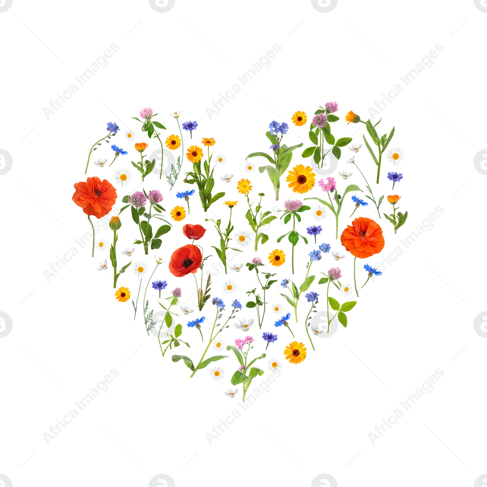 Image of Heart made of meadow flowers on white gradient background