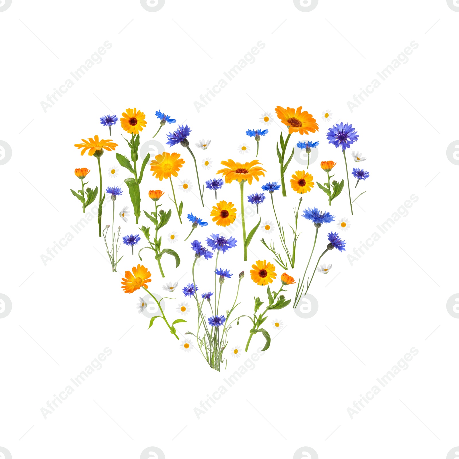 Image of Heart made of meadow flowers on white gradient background