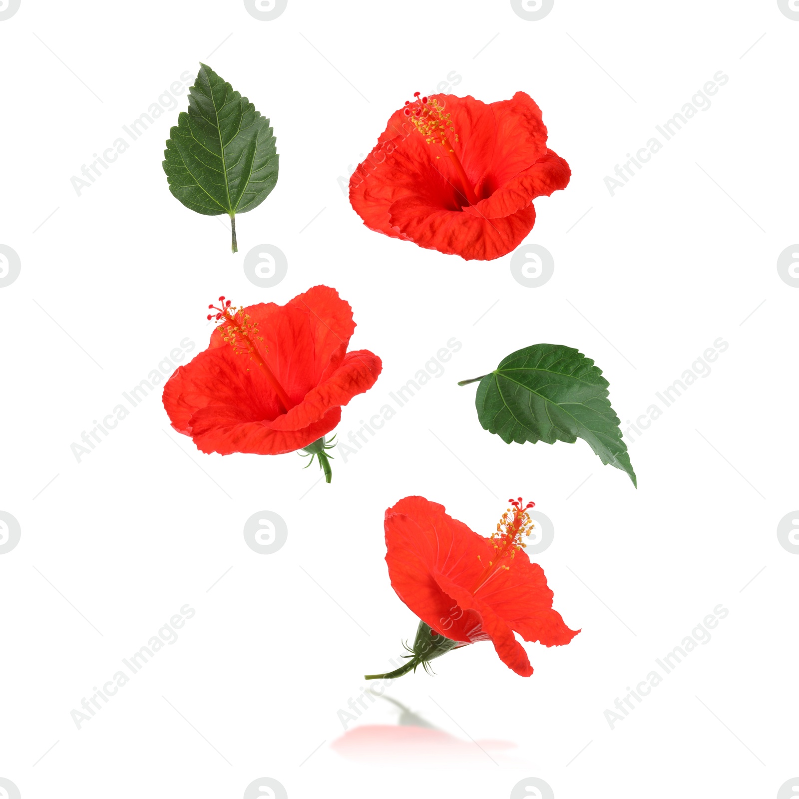 Image of Red hibiscus flowers and green leaves in air on white background