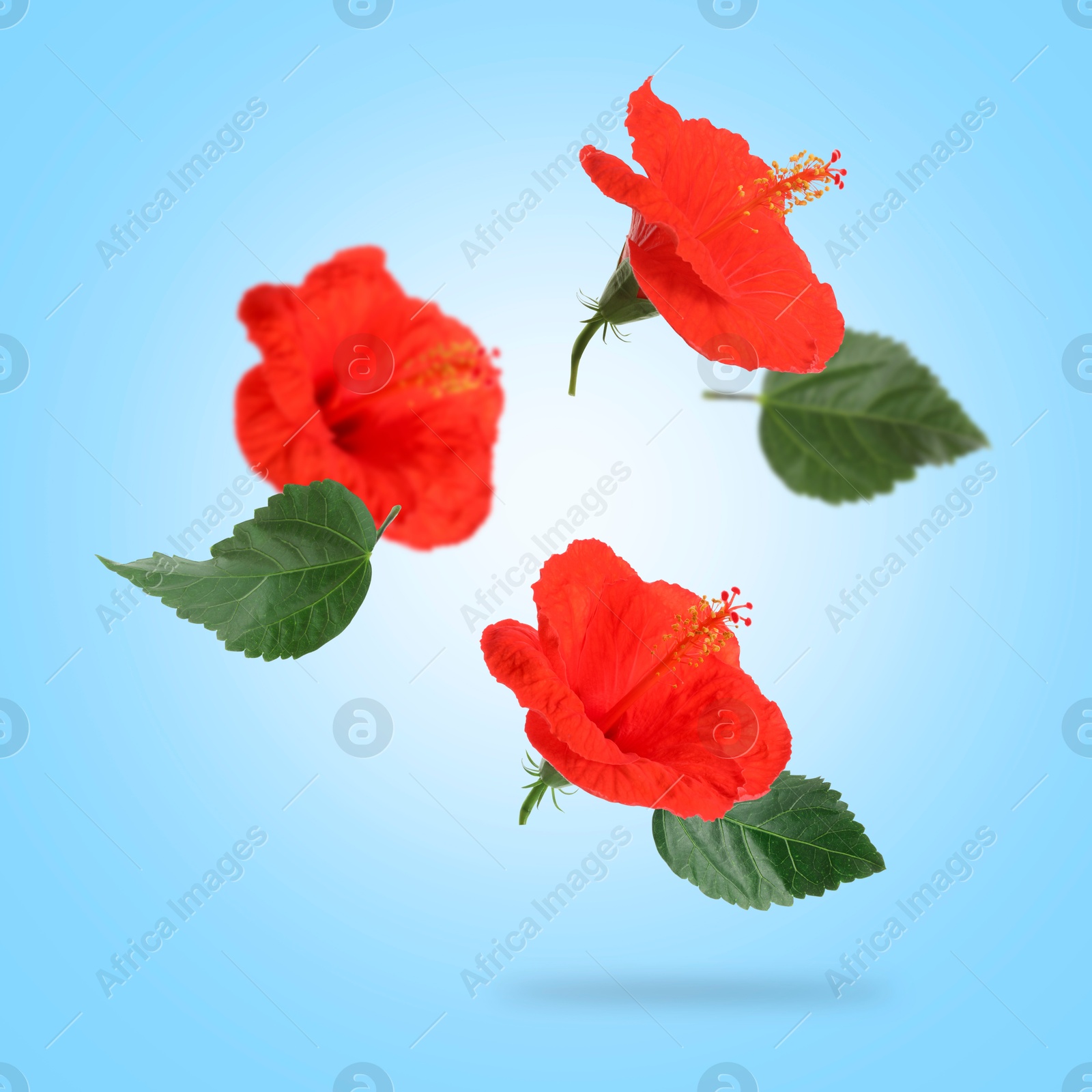 Image of Red hibiscus flowers and green leaves in air on light blue background