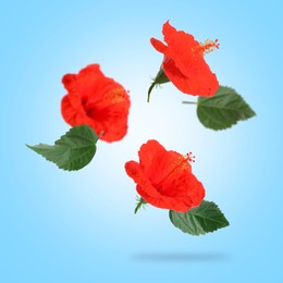 Red hibiscus flowers and green leaves in air on light blue background