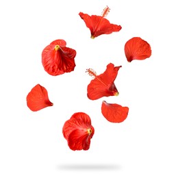 Red hibiscus flowers in air on white background