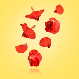 Image of Red hibiscus flowers in air on yellow background