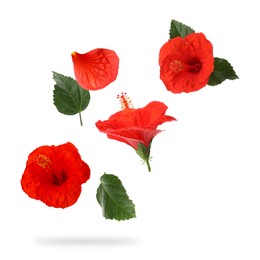 Red hibiscus flowers and green leaves in air on white background