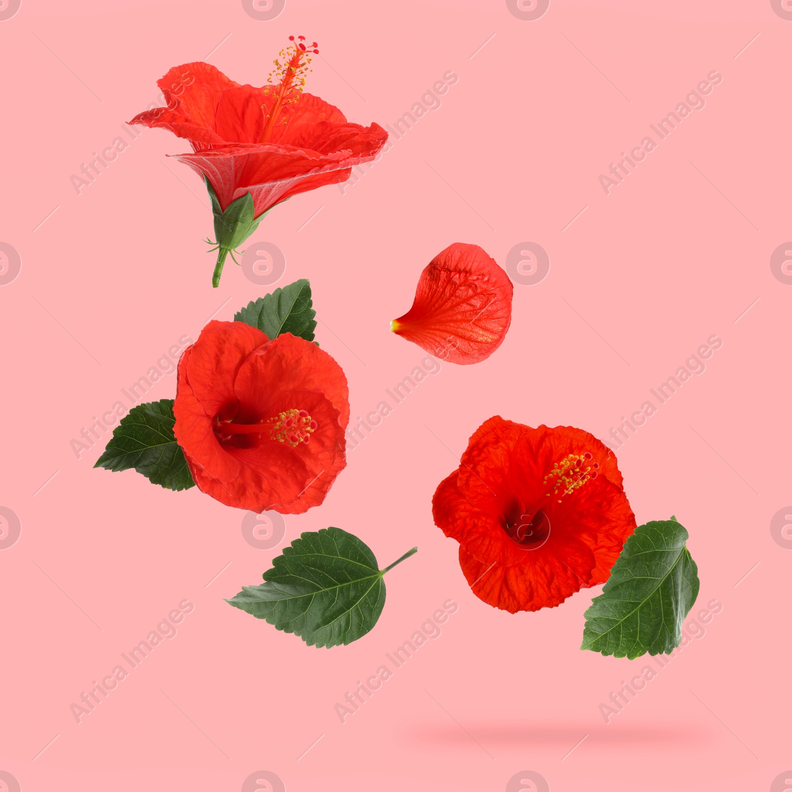 Image of Red hibiscus flowers and green leaves in air on pink background