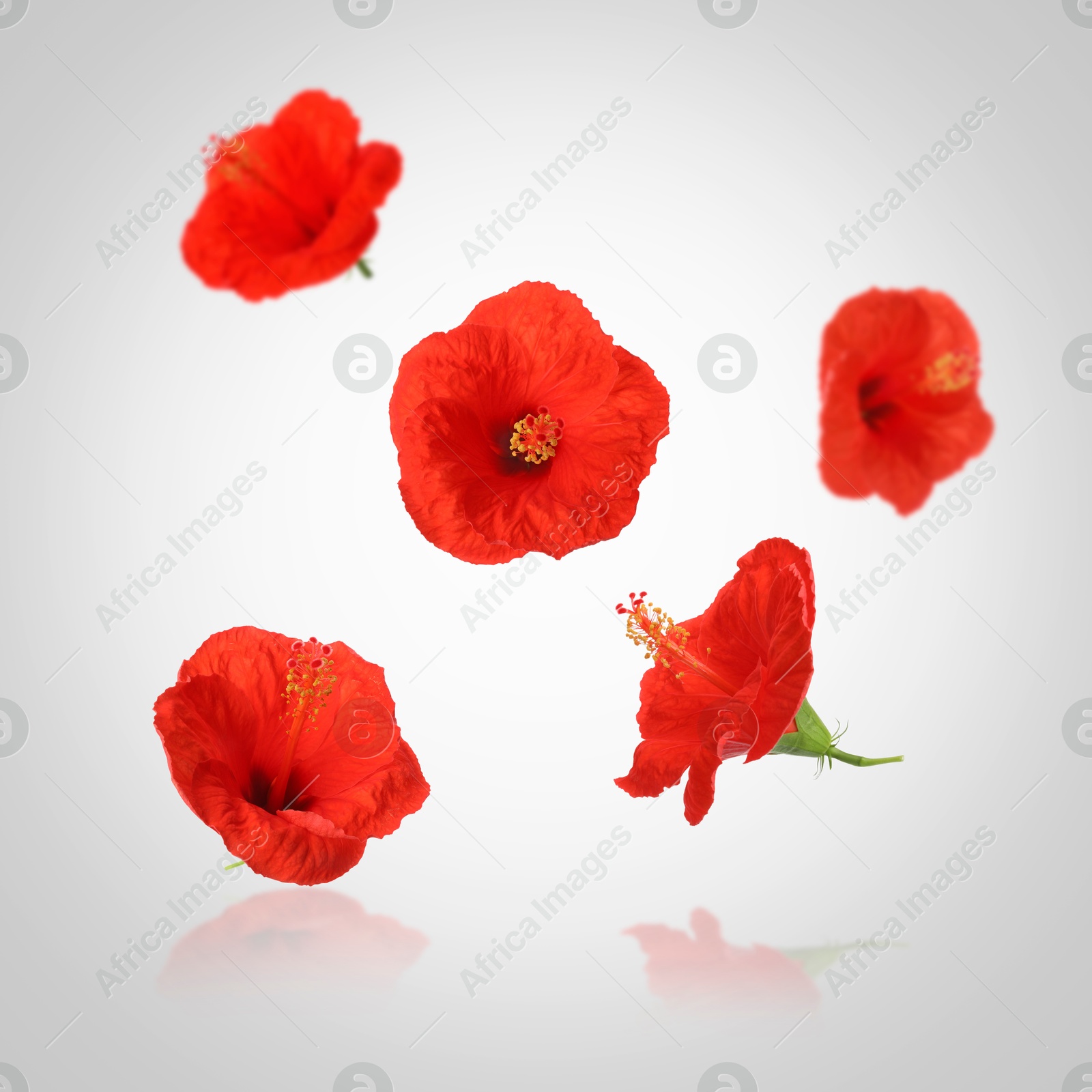 Image of Red hibiscus flowers in air on light grey background