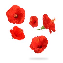 Red hibiscus flowers in air on white background