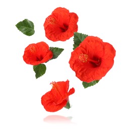 Image of Red hibiscus flowers and green leaves in air on white background