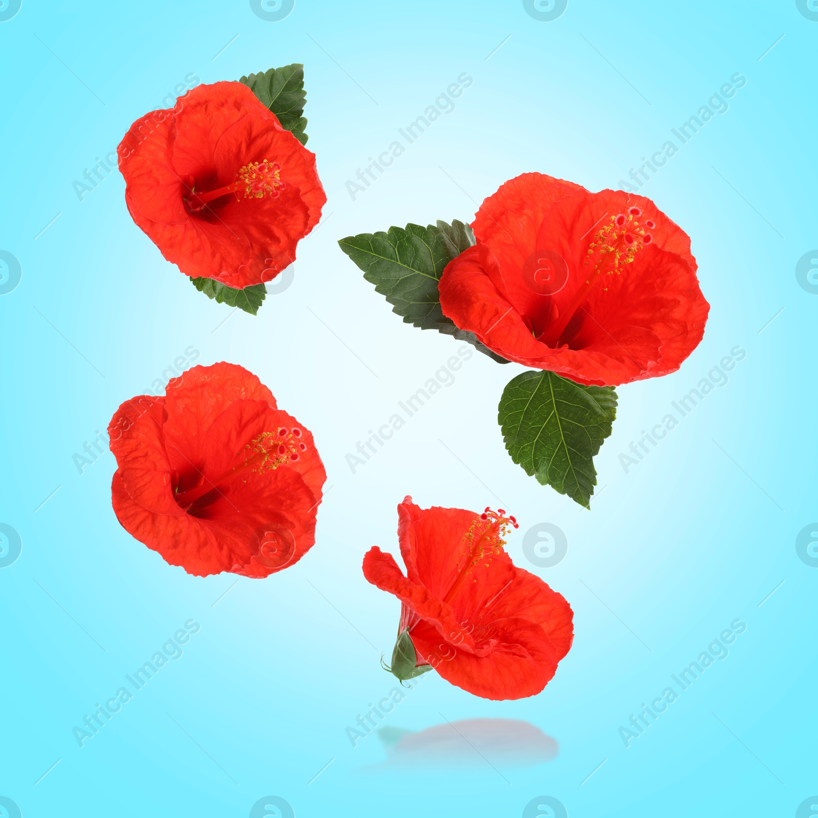 Image of Red hibiscus flowers and green leaves in air on light blue background