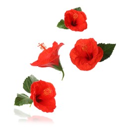 Red hibiscus flowers and green leaves in air on white background