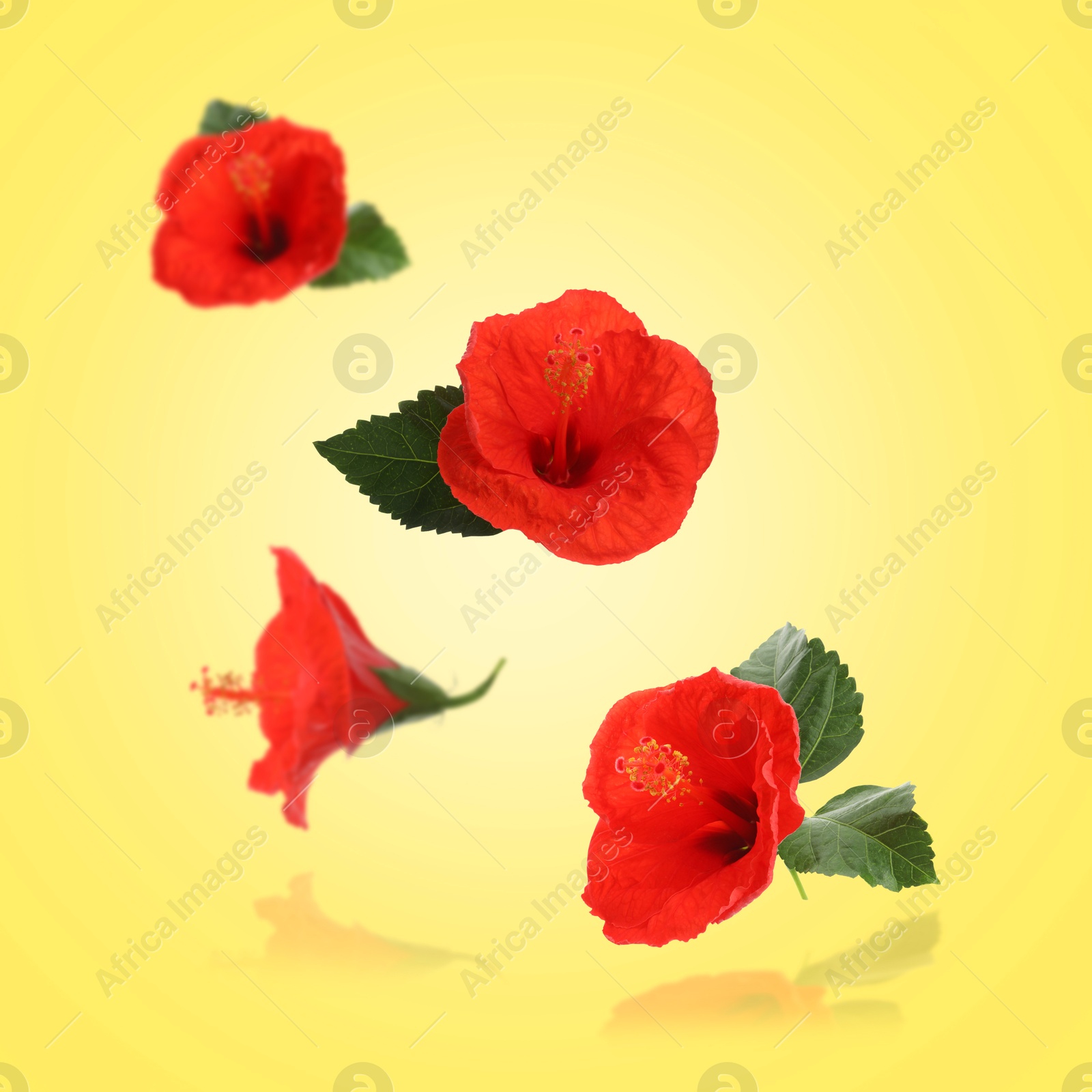 Image of Red hibiscus flowers and green leaves in air on yellow background