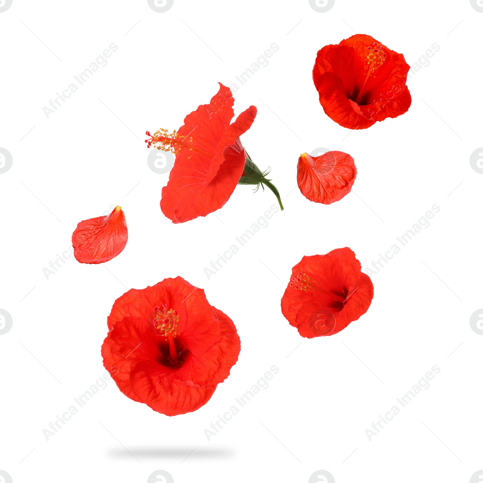 Image of Red hibiscus flowers in air on white background