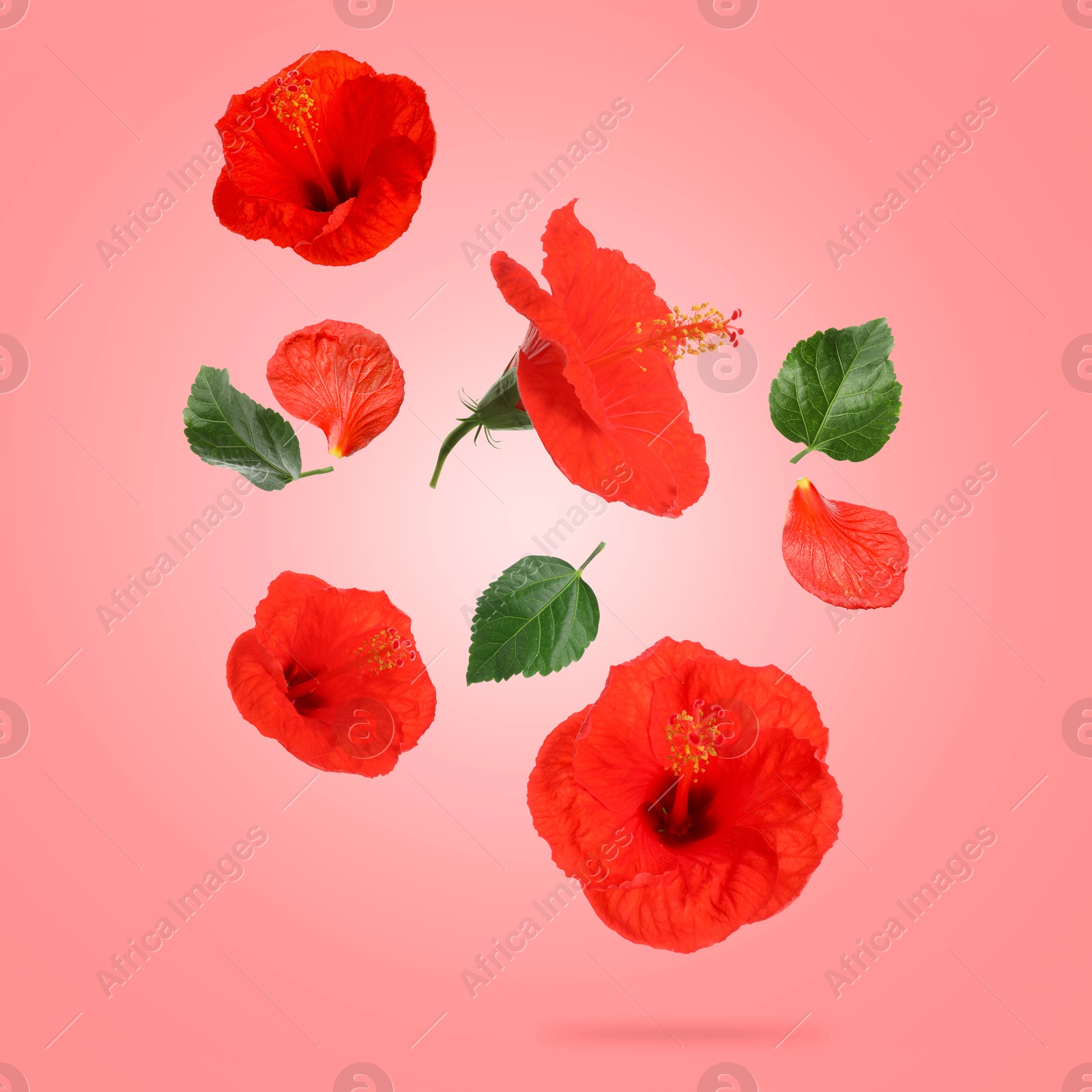 Image of Red hibiscus flowers and green leaves in air on pink background