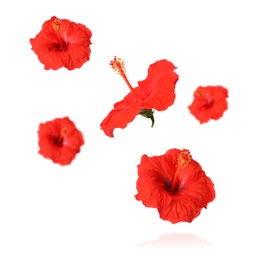 Red hibiscus flowers in air on white background