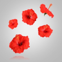 Red hibiscus flowers in air on light grey background