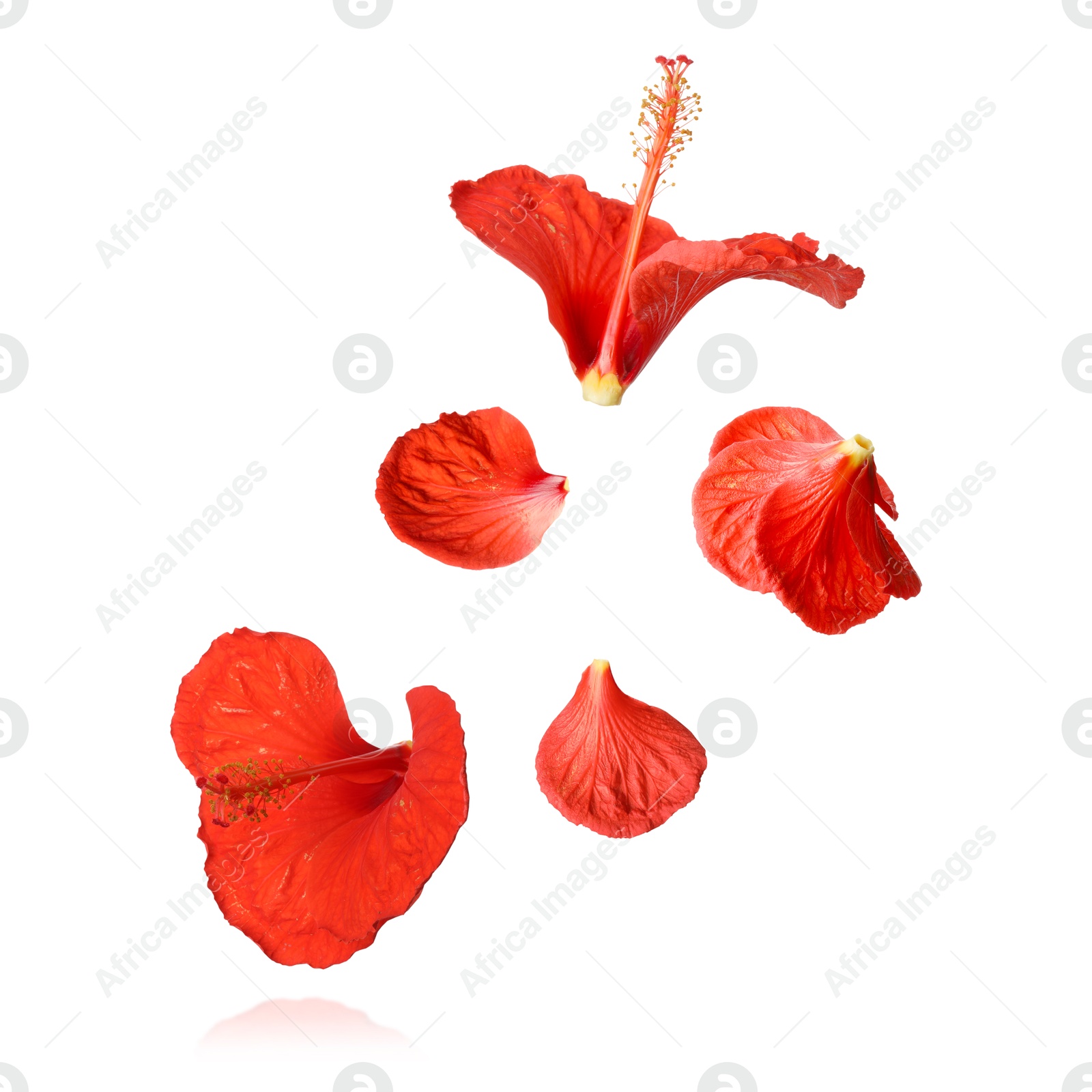 Image of Red hibiscus flowers in air on white background