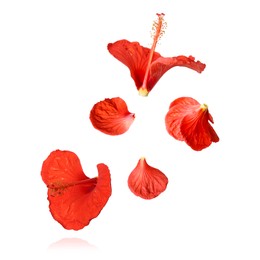 Red hibiscus flowers in air on white background