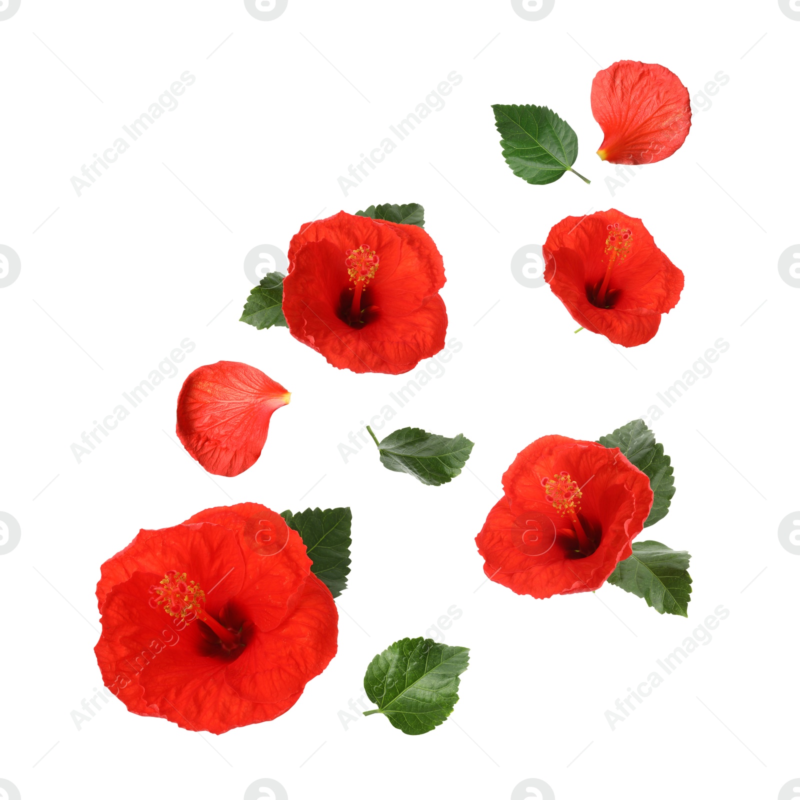 Image of Red hibiscus flowers and green leaves in air on white background