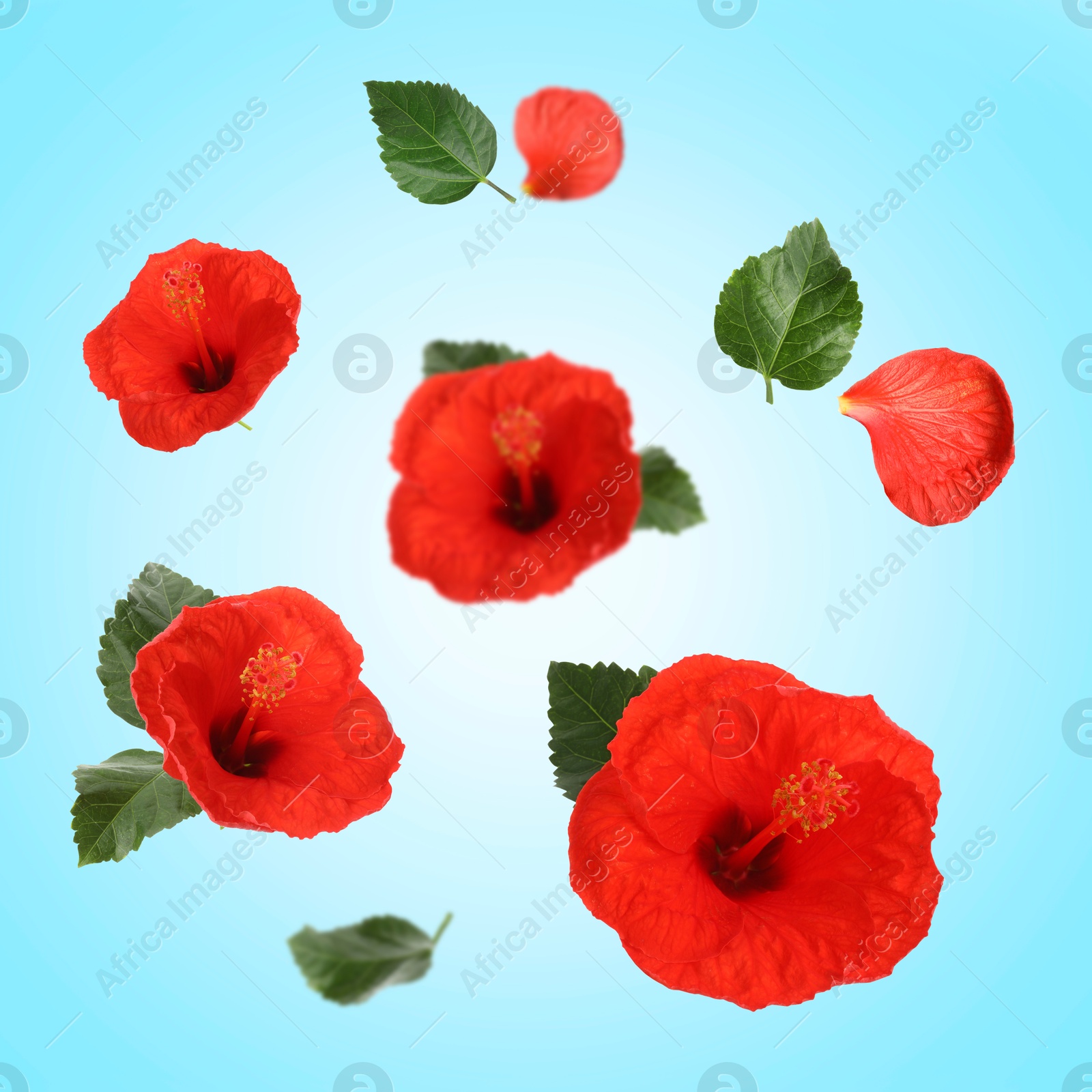 Image of Red hibiscus flowers and green leaves in air on light blue background