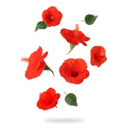 Red hibiscus flowers and green leaves in air on white background