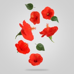 Image of Red hibiscus flowers and green leaves in air on light grey background