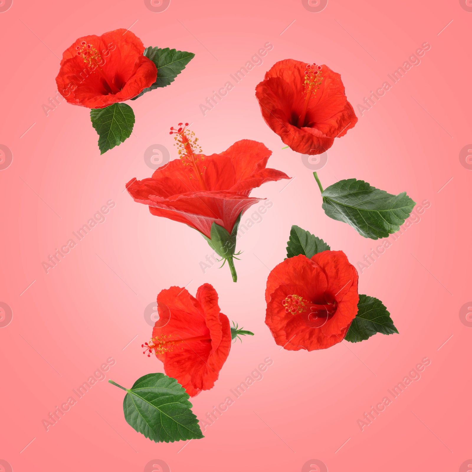 Image of Red hibiscus flowers and green leaves in air on pink background