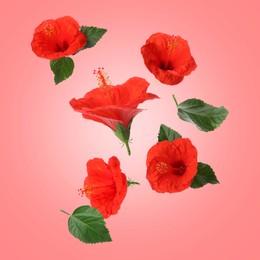 Image of Red hibiscus flowers and green leaves in air on pink background