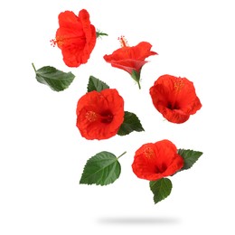 Image of Red hibiscus flowers and green leaves in air on white background