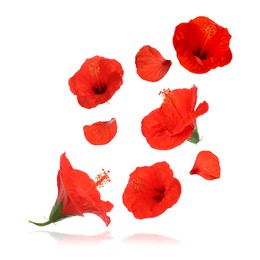 Image of Red hibiscus flowers in air on white background