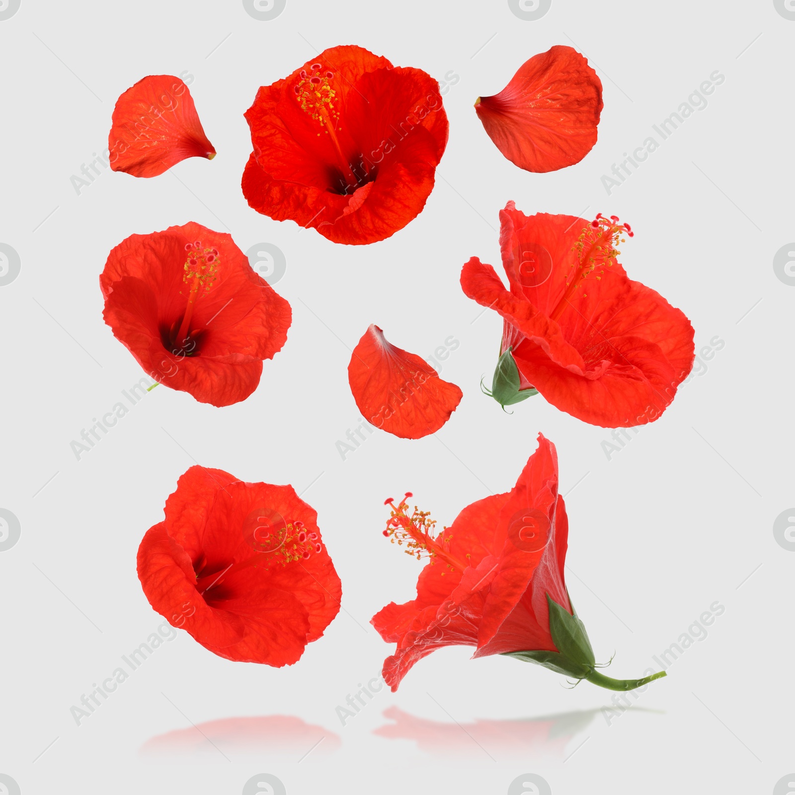 Image of Red hibiscus flowers in air on light grey background