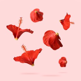 Red hibiscus flowers in air on pink background