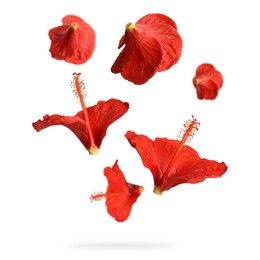 Image of Red hibiscus flowers in air on white background