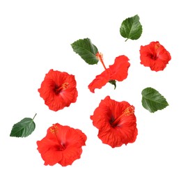 Image of Red hibiscus flowers and green leaves in air on white background