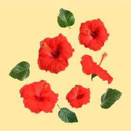 Image of Red hibiscus flowers and green leaves in air on yellow background