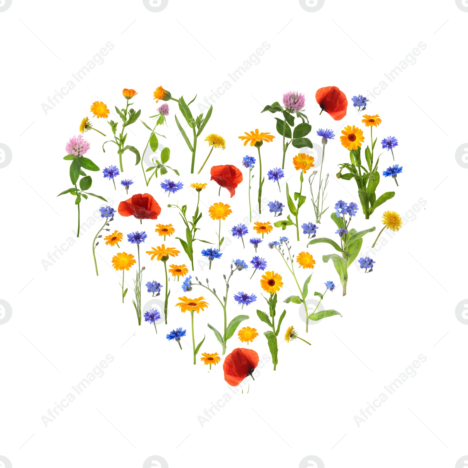 Image of Heart made of meadow flowers on white gradient background