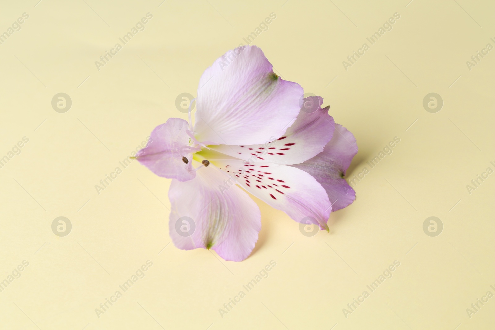 Photo of Beautiful violet alstroemeria flower on beige background