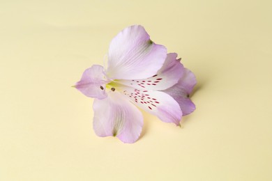 Photo of Beautiful violet alstroemeria flower on beige background